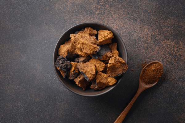 Bienfaits du champignon chaga