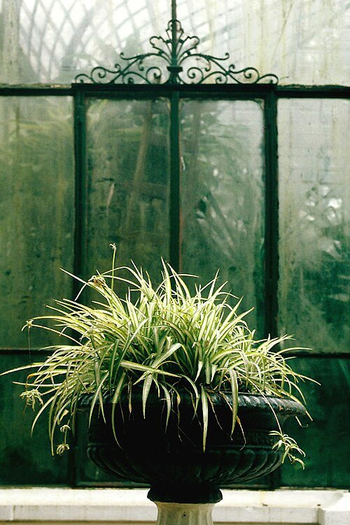 Plante araignée