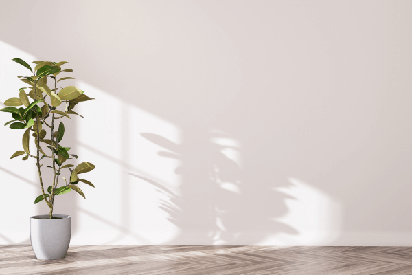 Une grande plante dans une pièce blanche