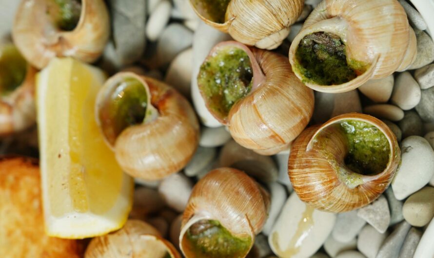 Bave Escargot Bienfaits : Guide Complet
