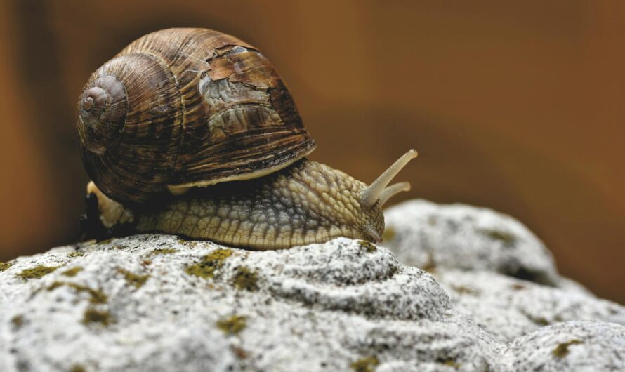 Bave d’escargot visage : Guide complet temps pose